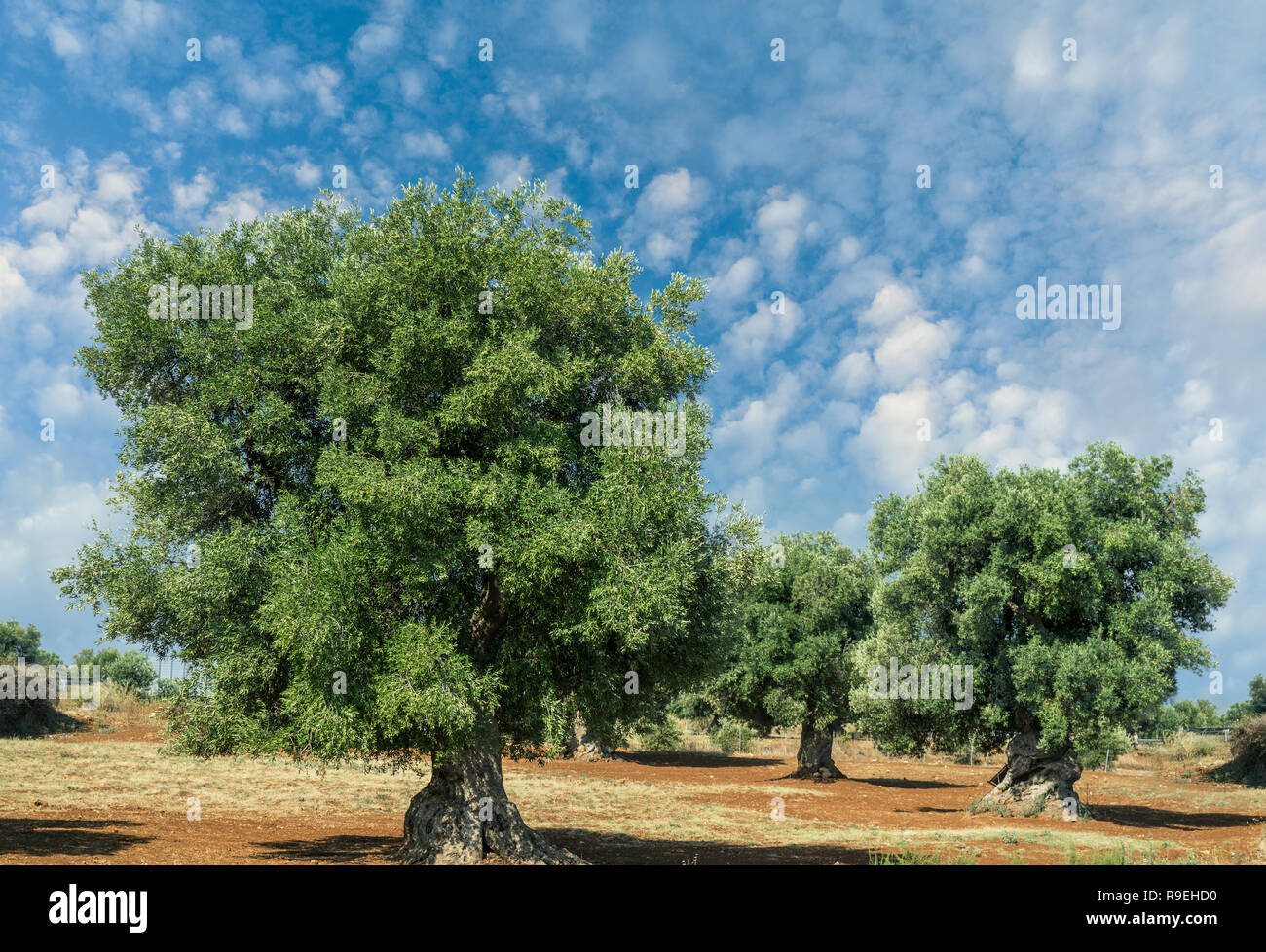 Plantation olive méditerranéenne avec un vieil olivier au premier plan. Banque D'Images