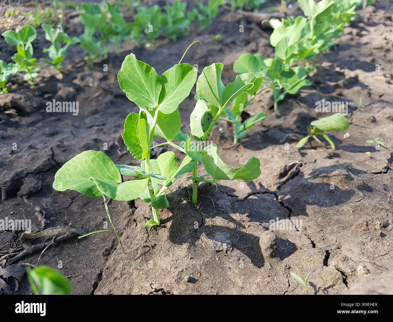 Les jeunes pousses de pois légumes verts sur un champ au printemps. Banque D'Images