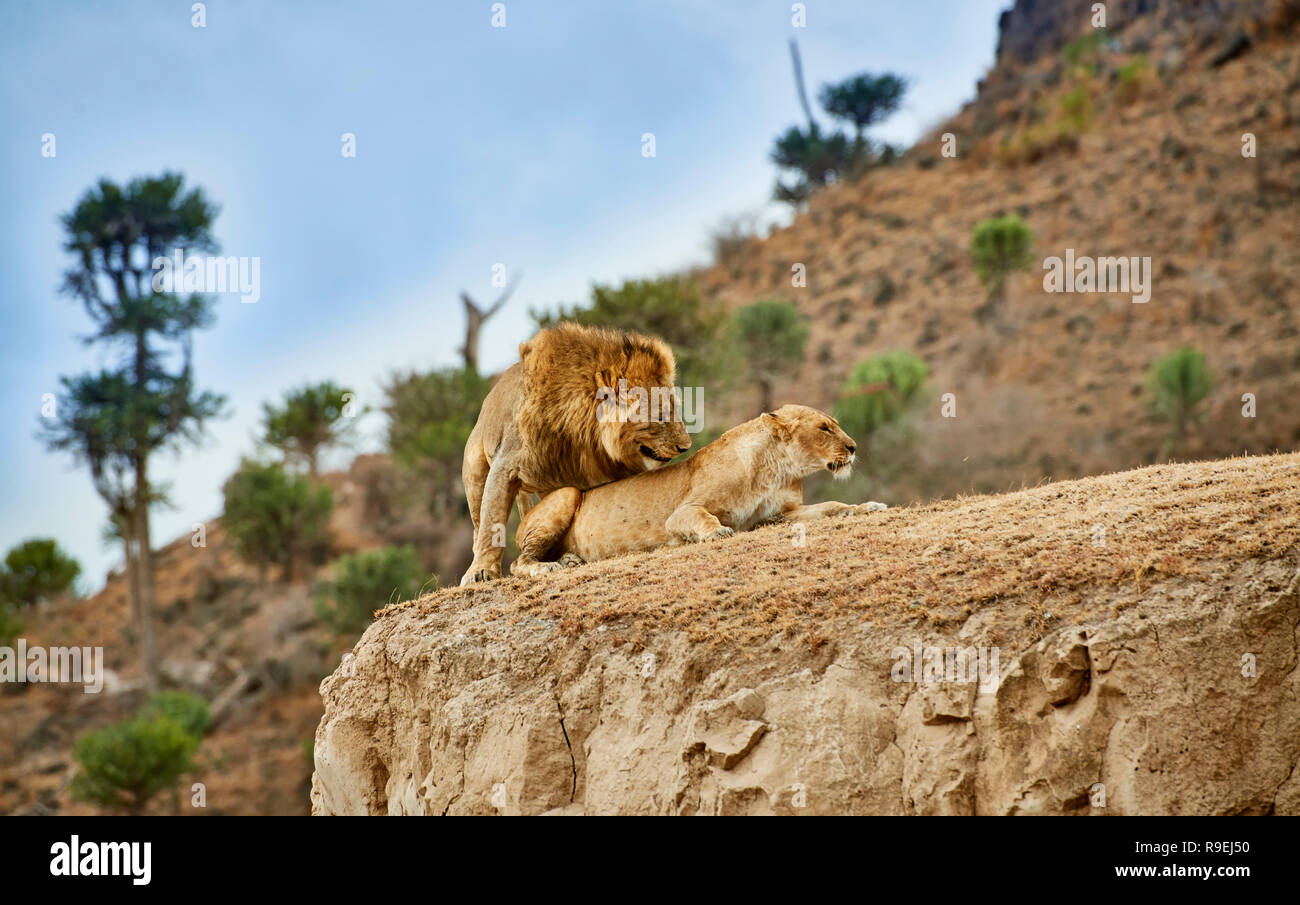 Les lions d'accouplement, Panthera leo, Ngorongoro Conservation Area, UNESCO World Heritage site, Tanzania, Africa Banque D'Images