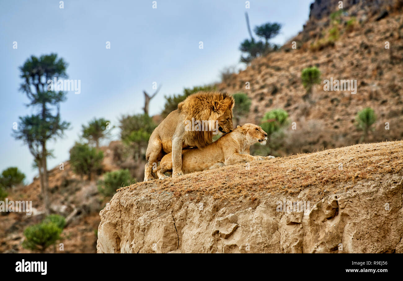 Les lions d'accouplement, Panthera leo, Ngorongoro Conservation Area, UNESCO World Heritage site, Tanzania, Africa Banque D'Images