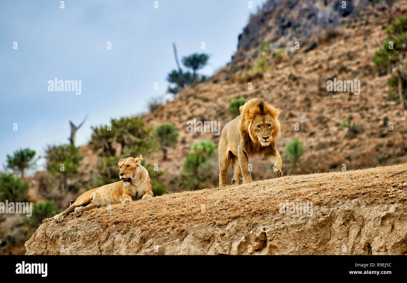 Les lions d'accouplement, Panthera leo, Ngorongoro Conservation Area, UNESCO World Heritage site, Tanzania, Africa Banque D'Images