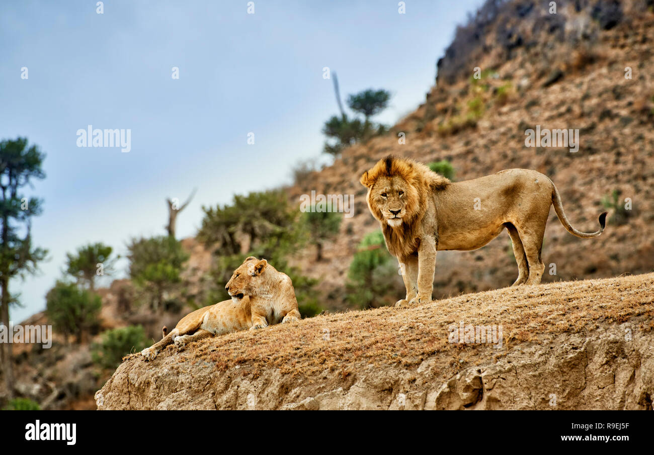 Les lions d'accouplement, Panthera leo, Ngorongoro Conservation Area, UNESCO World Heritage site, Tanzania, Africa Banque D'Images
