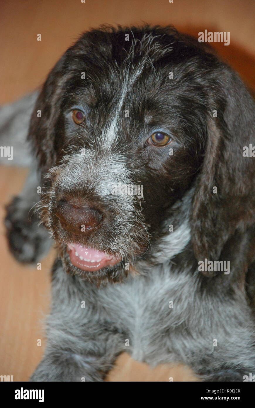 Jeune Chien De Chasse Drathaar Race Aux Yeux Tristes Close