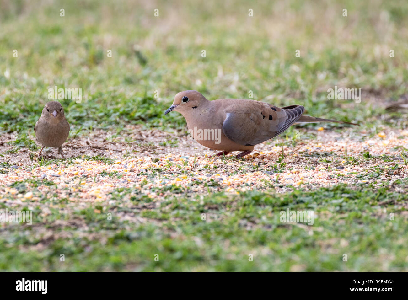 La tourterelle triste, Mourning Dove américain, la pluie - Dove Zenaida macroura Banque D'Images