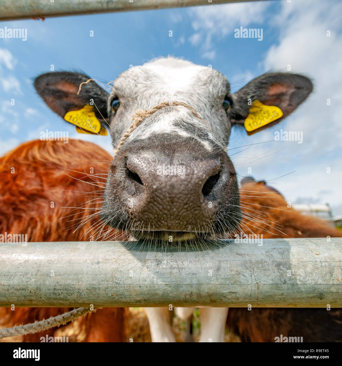 Format carré close up images bull Banque D'Images