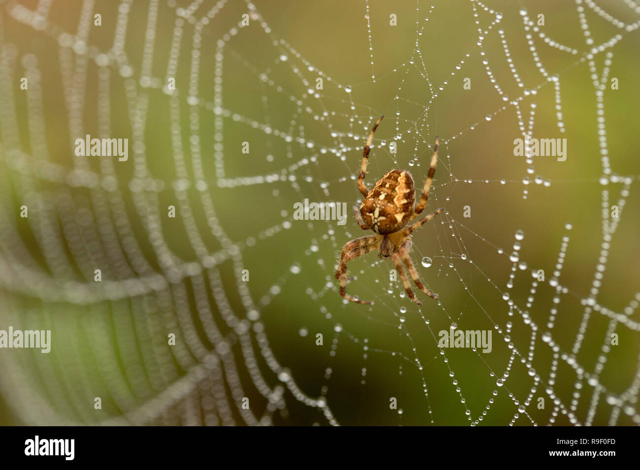 Araignée Araneus diadematus jardin ; seul on Web Îles Scilly ; UK Banque D'Images