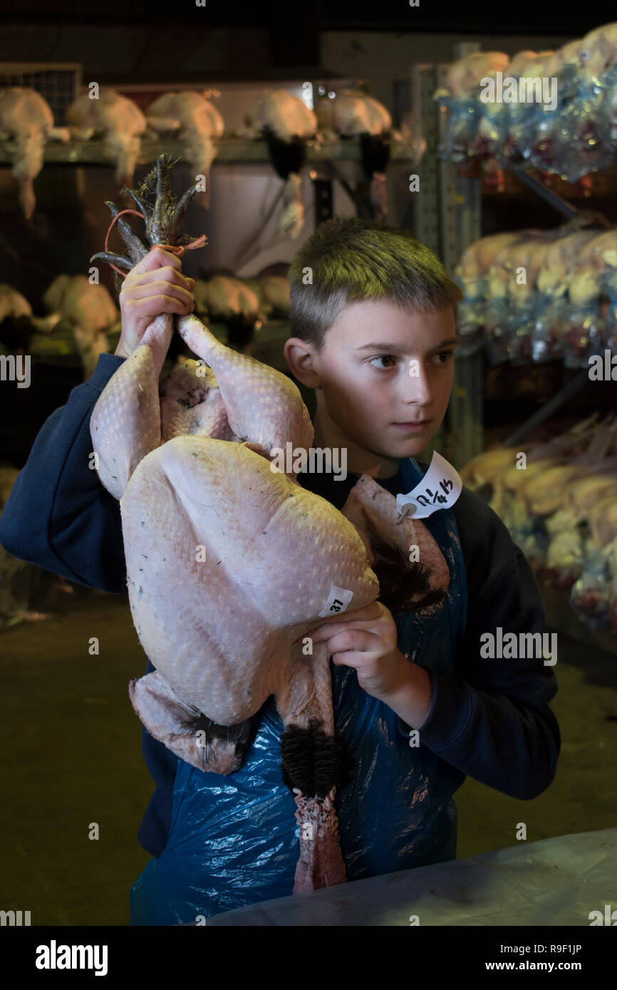 Adolescent mineur travaillant, aidant à une vente aux enchères de Noël en turquie Norfolk UK 2018 HOMER SYKES Banque D'Images
