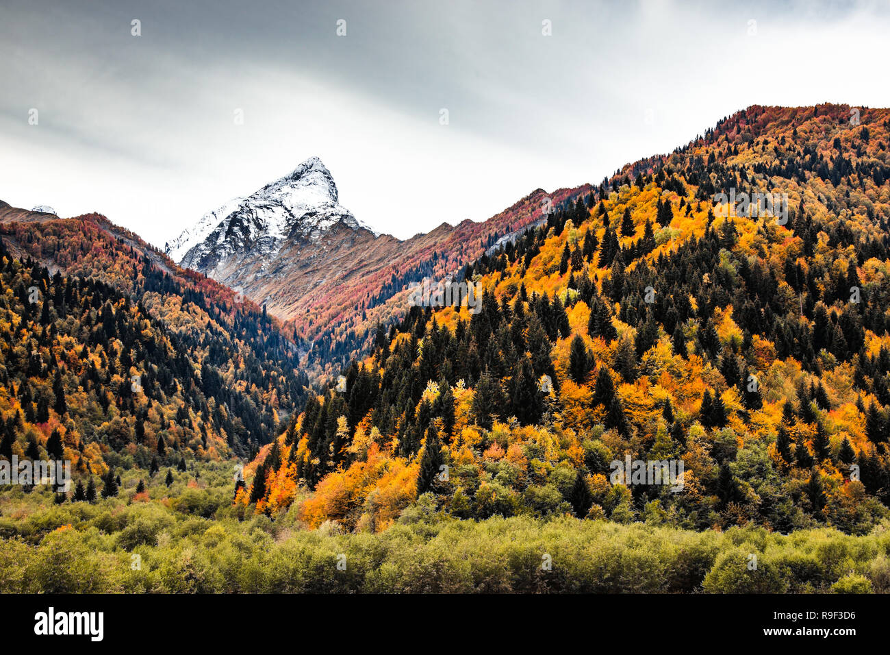 Couleurs d'automne dans les montagnes du Grand Caucase, la région, la Géorgie, Racha l'Europe de l'Est Banque D'Images