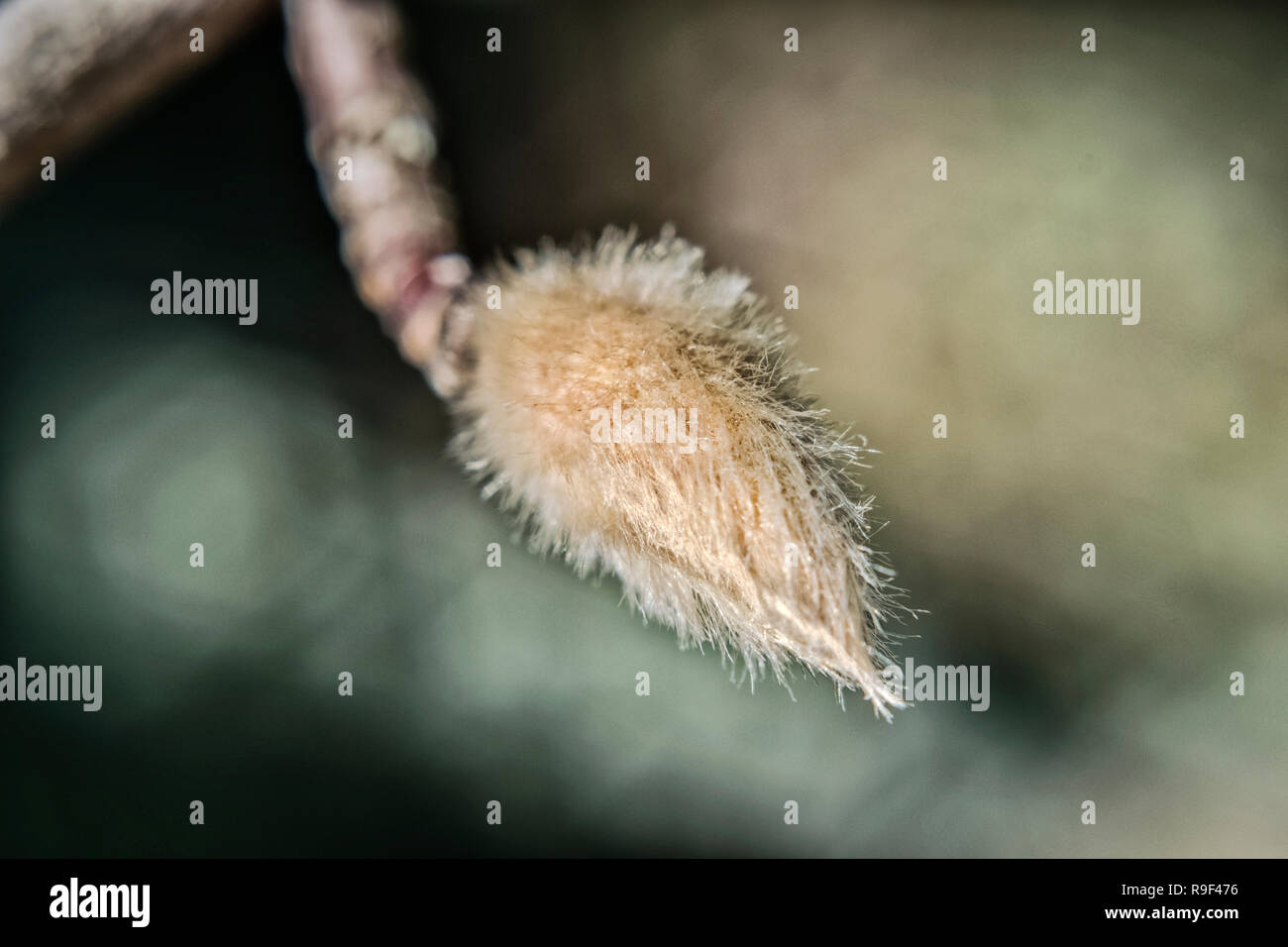 Willow Tree bud sur une branche sur un fond sombre close-up Banque D'Images
