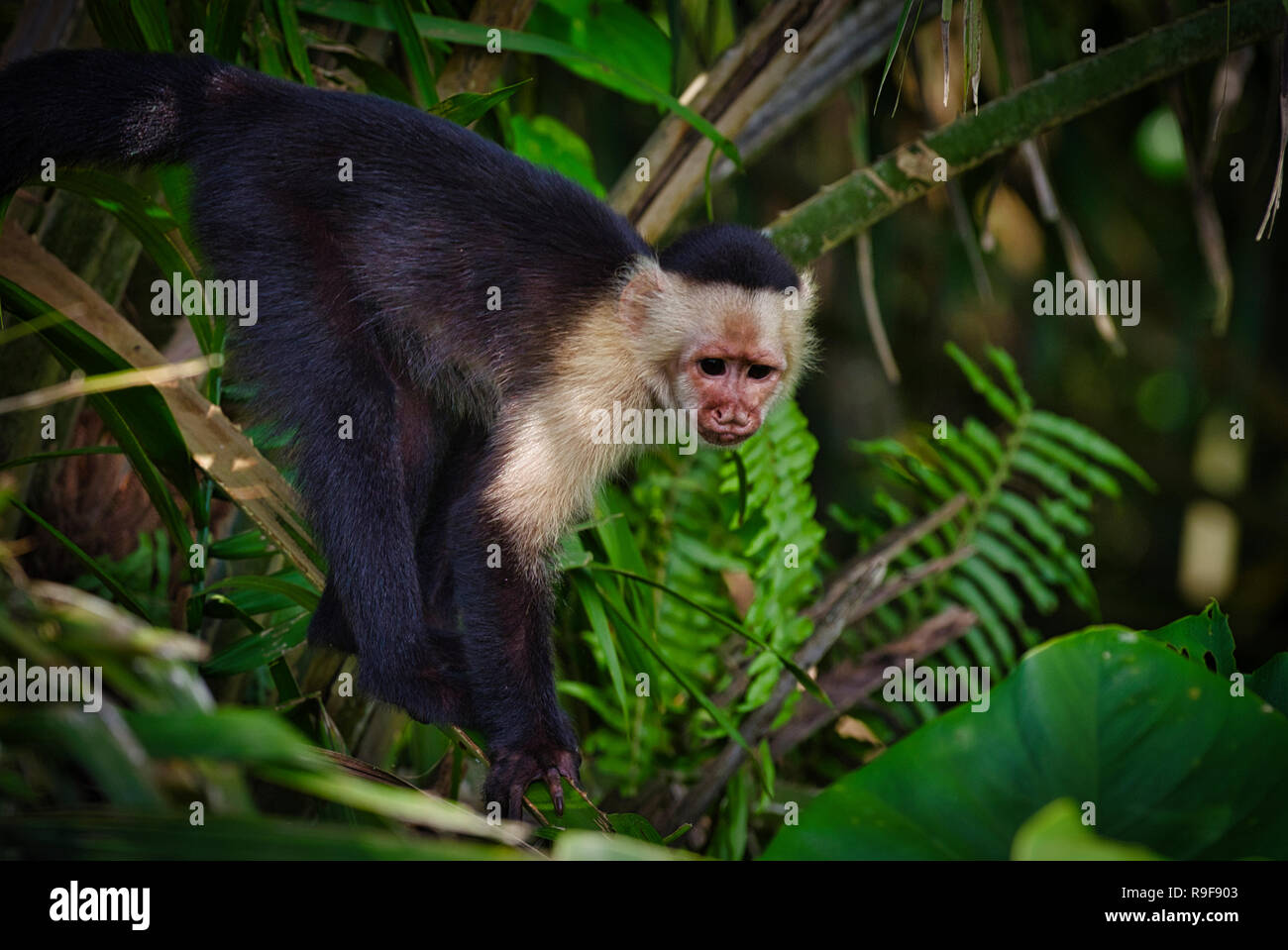 Capucin à tête blanche, aussi connu comme le capucin à face blanche ou white-throated singe capucin image prise au Panama Banque D'Images