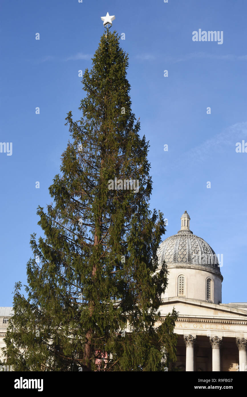 Arbre de Noël de Trafalgar Square, Trafalgar Square, London.UK Banque D'Images
