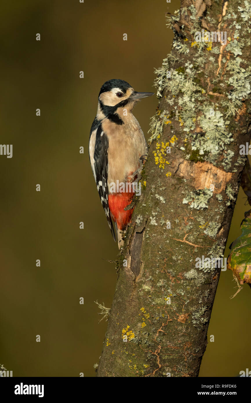 Great Spotted Woodpecker Dendrocopos major ; seule femelle sur Cornwall ; UK Banque D'Images