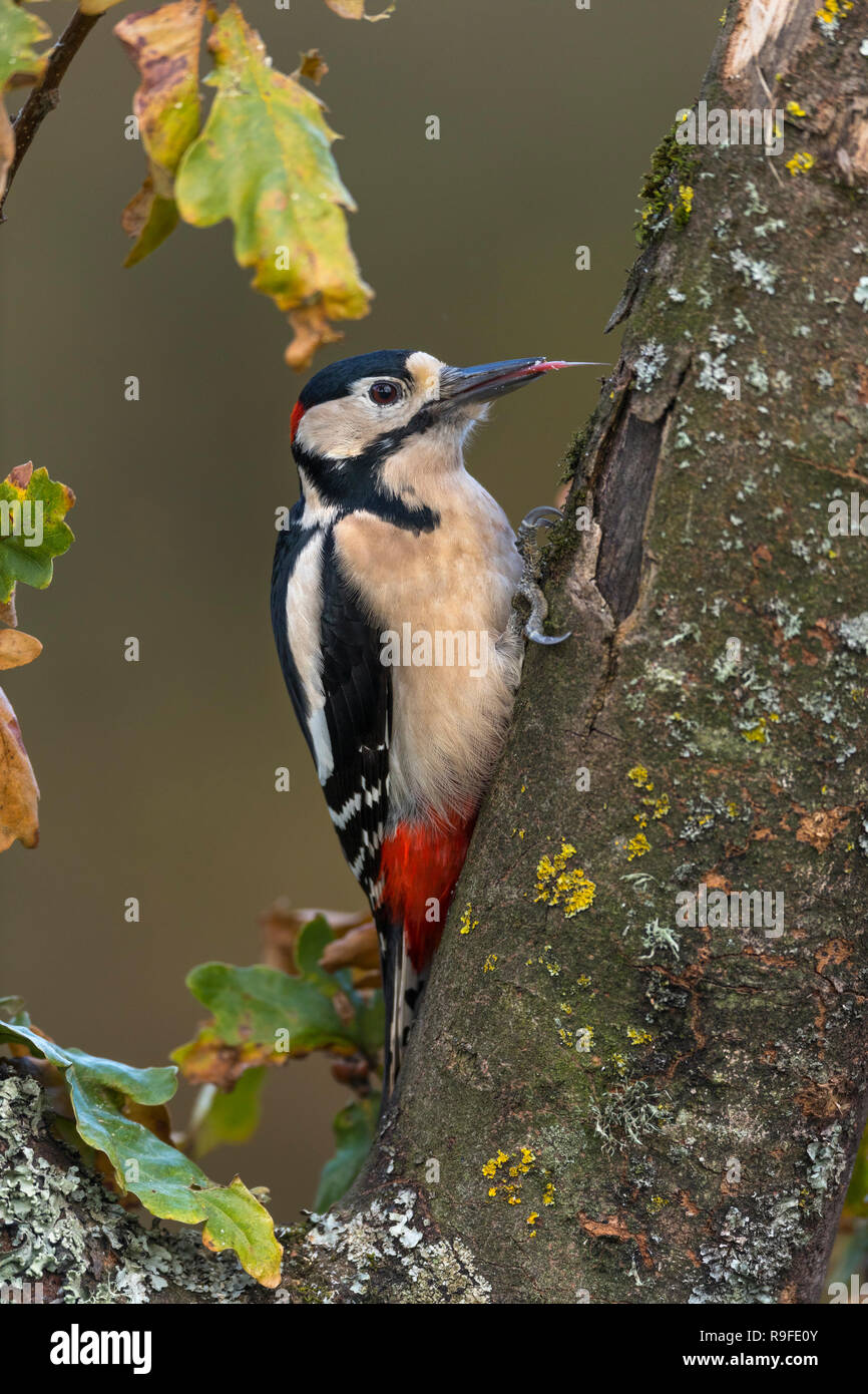Great Spotted Woodpecker Dendrocopos major ; seul ; mâle ; Langue, Cornwall, UK Banque D'Images