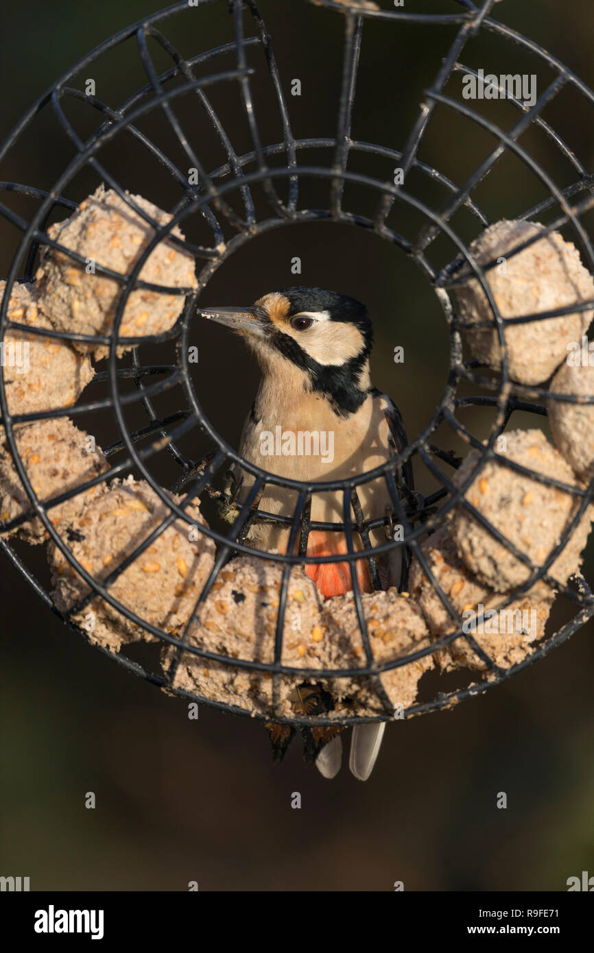 Great Spotted Woodpecker Dendrocopos major ; seul ; sur la graisse de billes Chargeur d'Cornwall, UK Banque D'Images