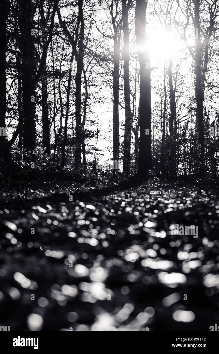 Scène de forêt en noir et blanc Banque D'Images