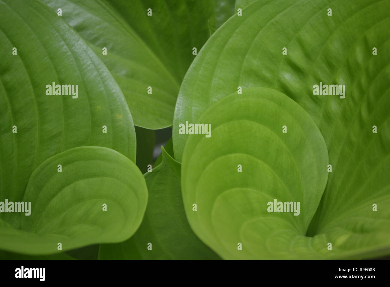 Grand fond texture vert foncé Banque D'Images