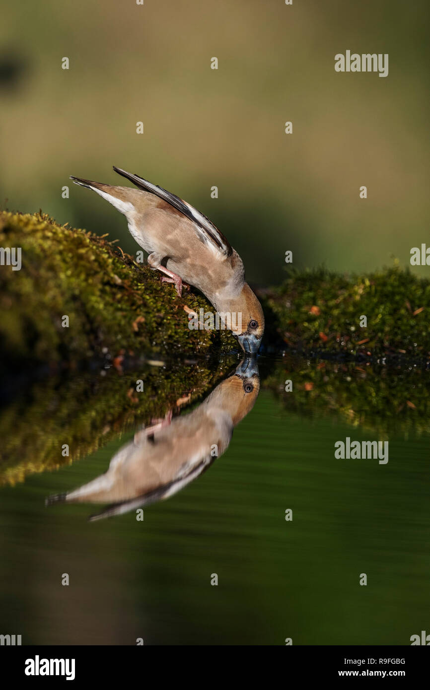 Coccothraustes coccothraustes Hawfinch ; femme célibataire de boire la Hongrie Banque D'Images