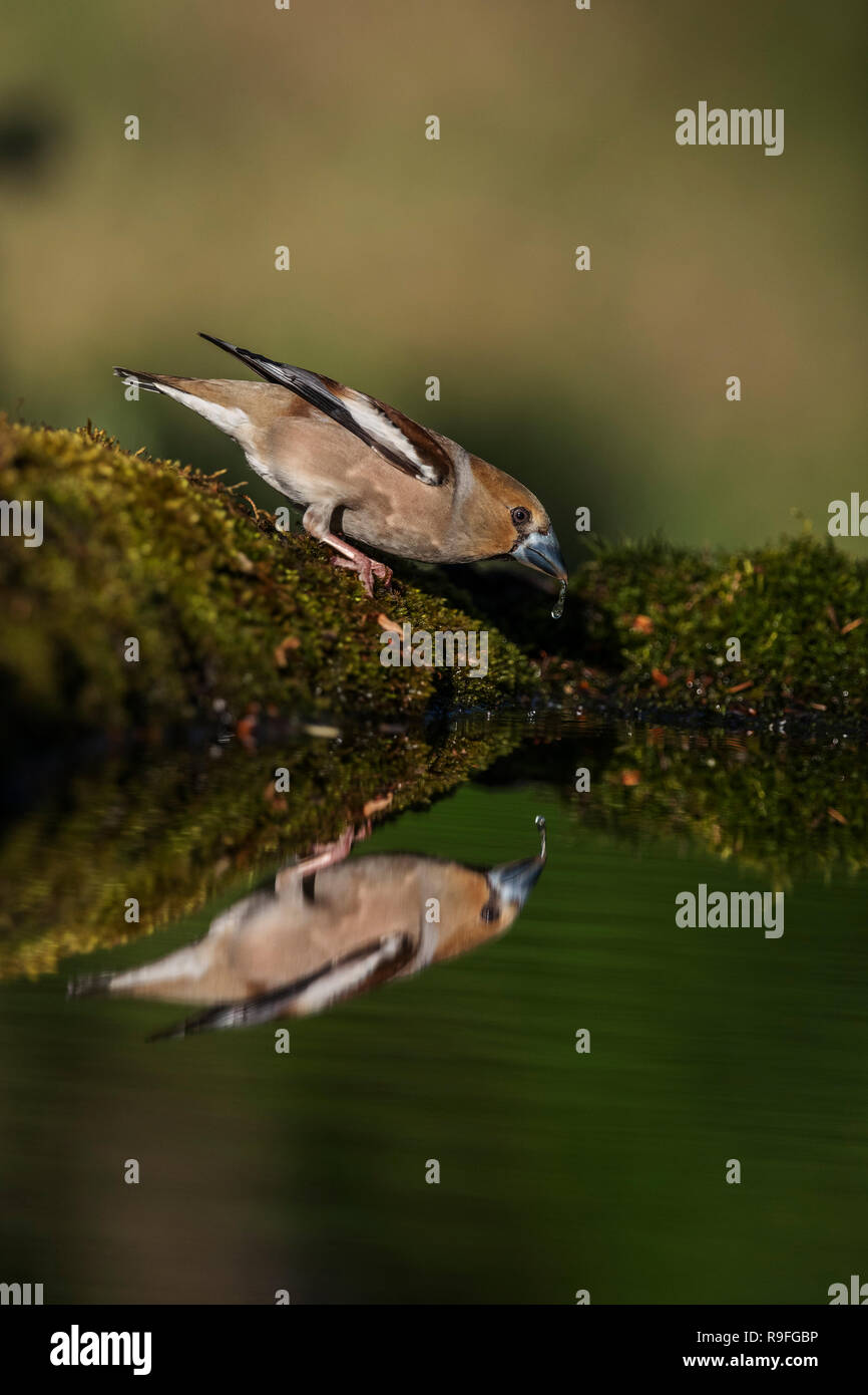 Coccothraustes coccothraustes Hawfinch ; femme célibataire de boire la Hongrie Banque D'Images