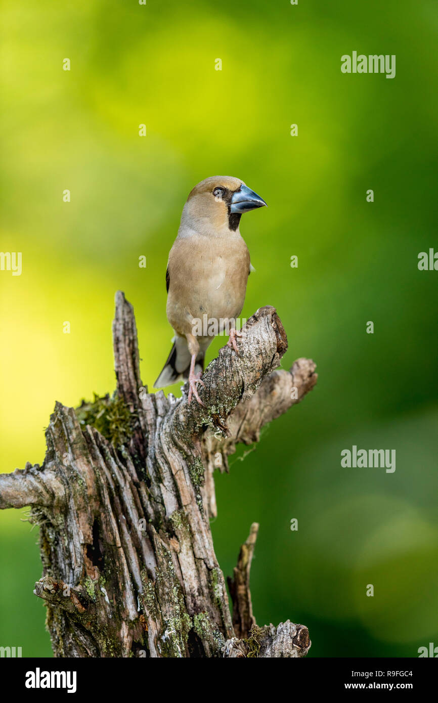 Coccothraustes coccothraustes Hawfinch ; femme célibataire Hongrie Banque D'Images