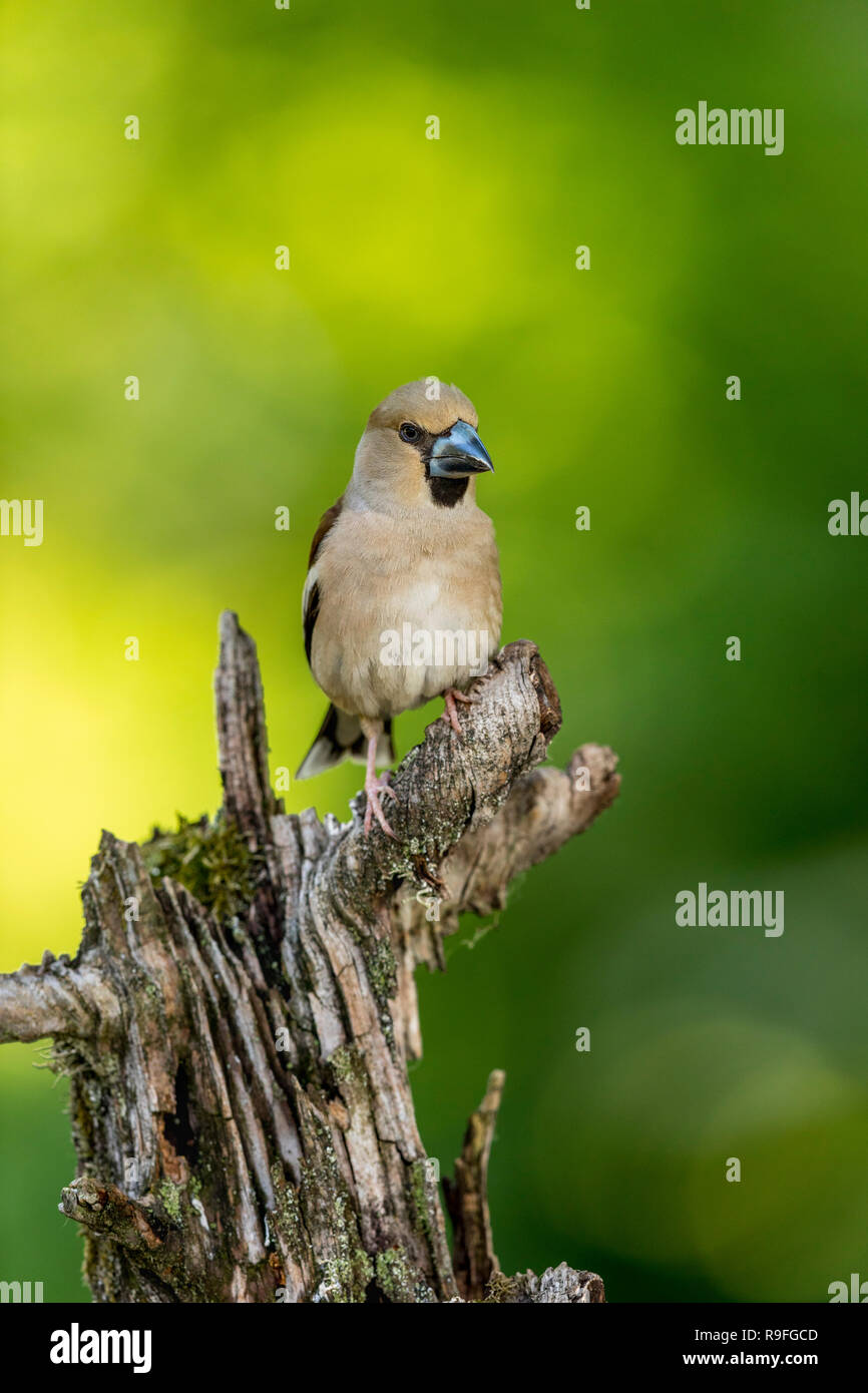 Coccothraustes coccothraustes Hawfinch ; femme célibataire Hongrie Banque D'Images