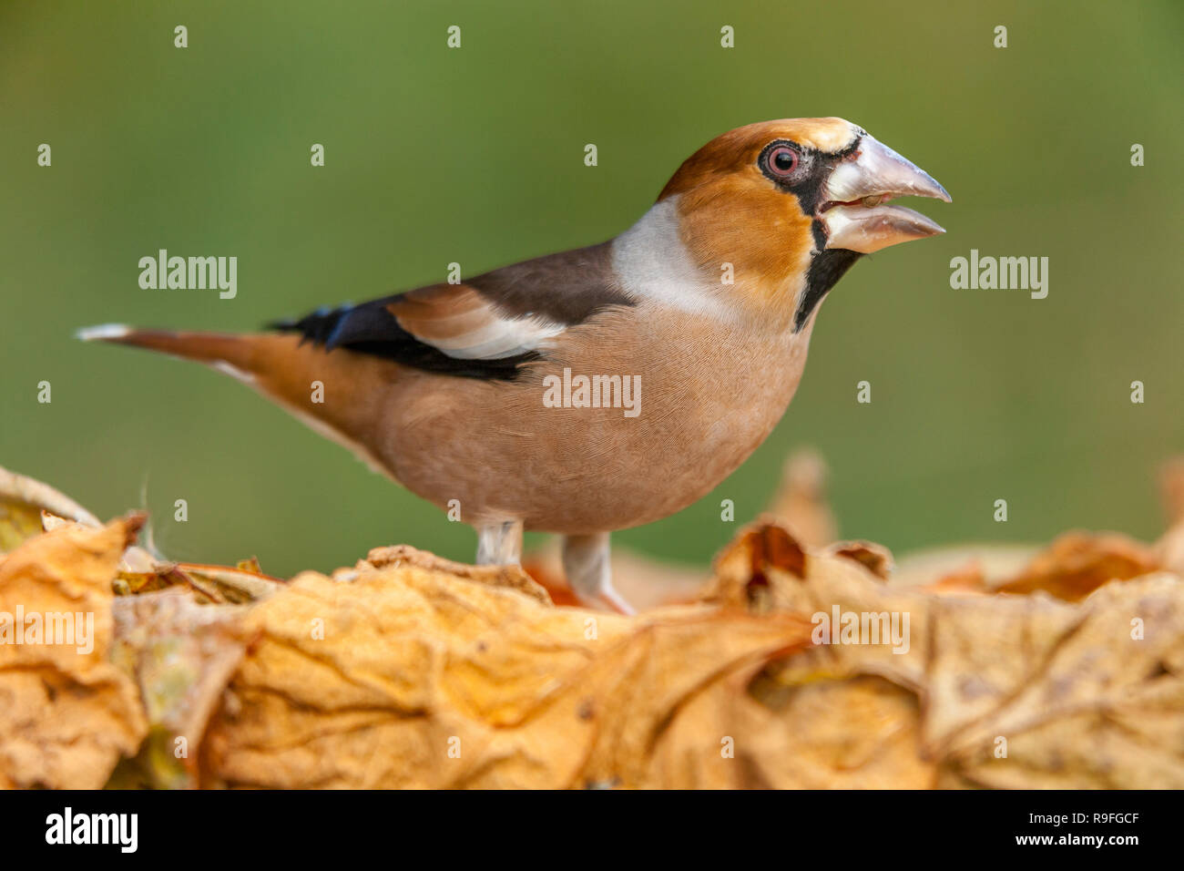 Coccothraustes coccothraustes Hawfinch ; ; mâle ; Cornwall, UK Banque D'Images