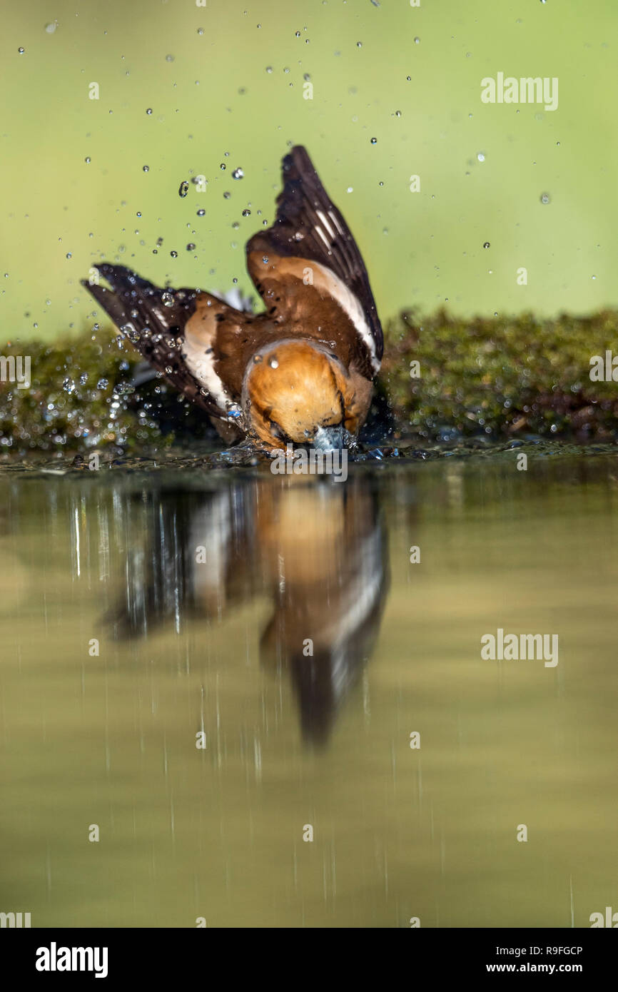 Coccothraustes coccothraustes Hawfinch ; seul mâle Echelle Hongrie Banque D'Images