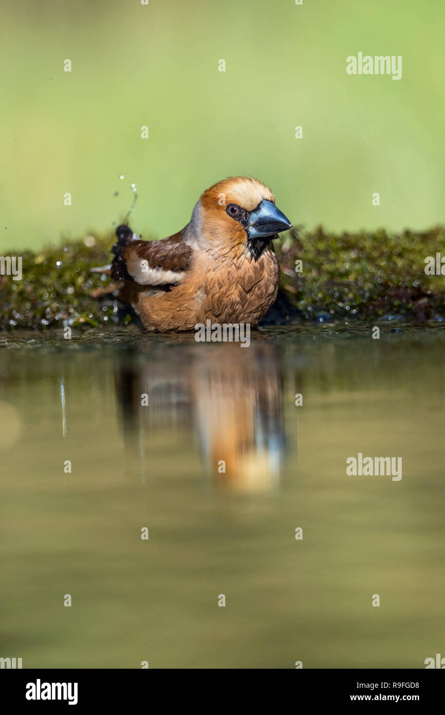 Coccothraustes coccothraustes Hawfinch ; seul mâle Echelle Hongrie Banque D'Images