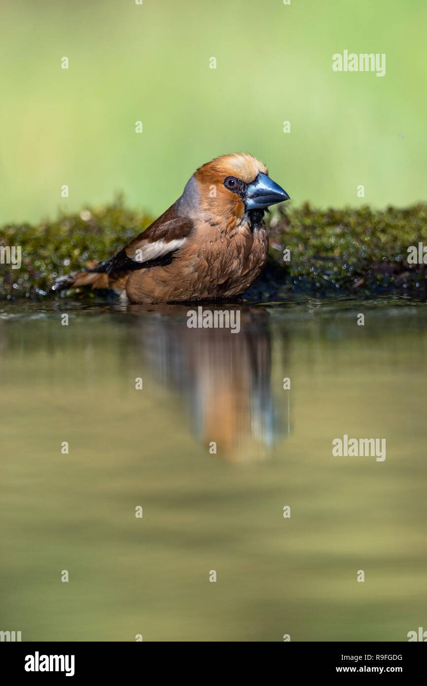 Coccothraustes coccothraustes Hawfinch ; seul mâle Echelle Hongrie Banque D'Images