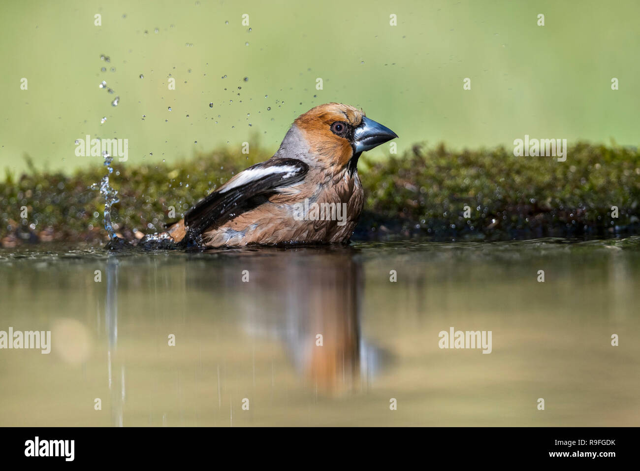 Coccothraustes coccothraustes Hawfinch ; seul mâle Echelle Hongrie Banque D'Images