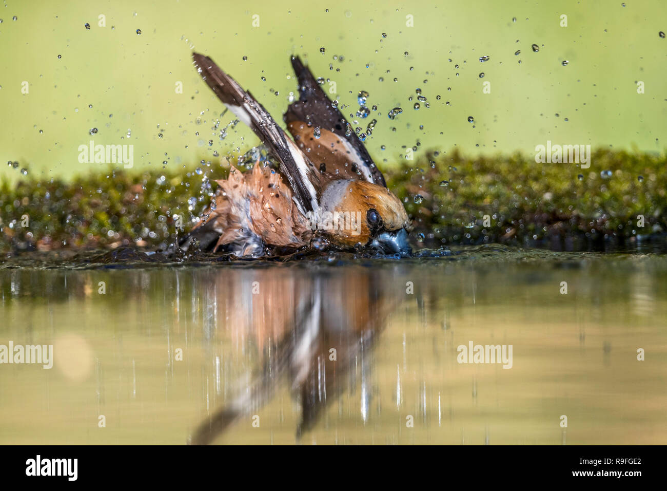 Coccothraustes coccothraustes Hawfinch ; seul mâle Echelle Hongrie Banque D'Images