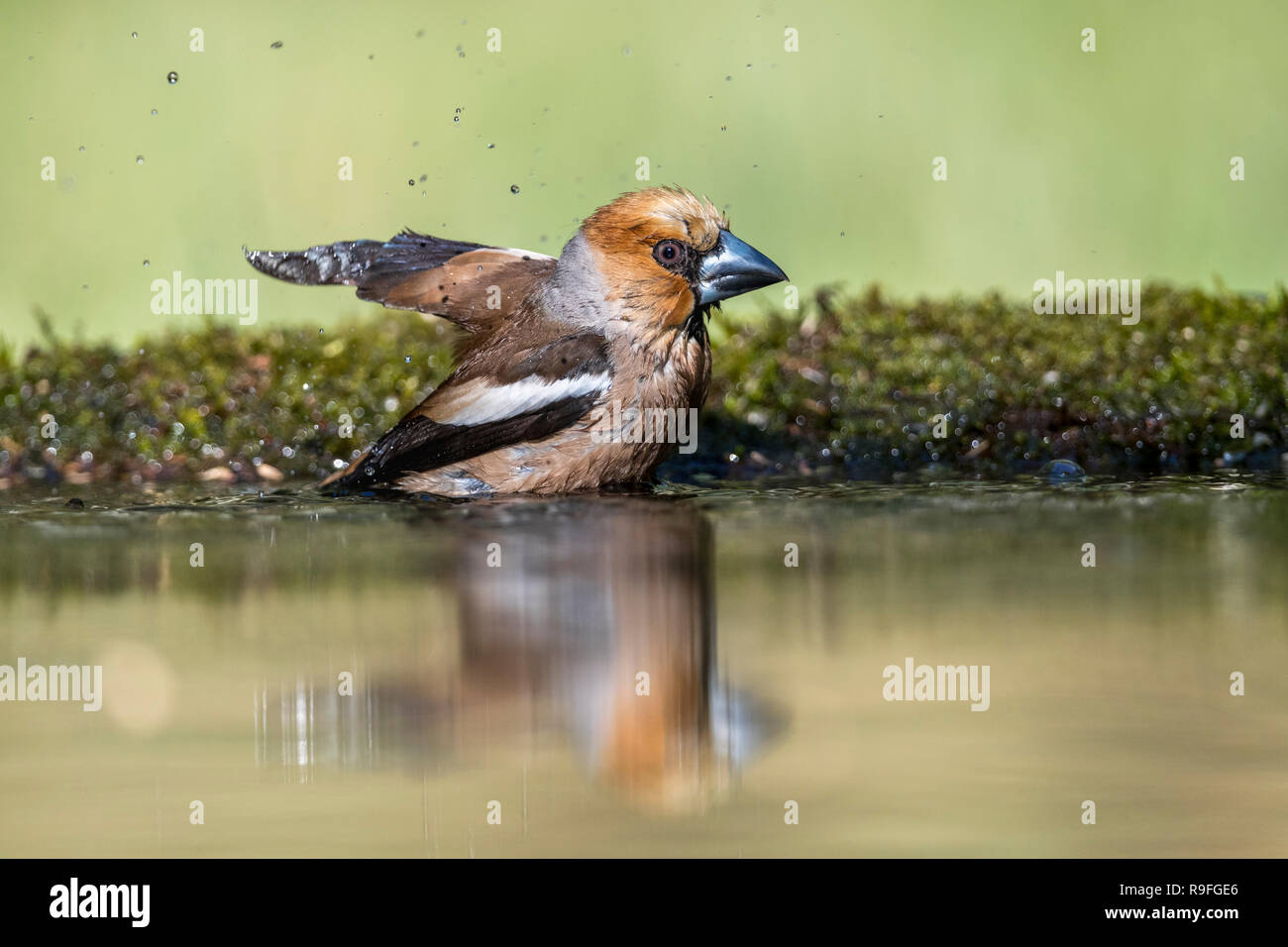 Coccothraustes coccothraustes Hawfinch ; seul mâle Echelle Hongrie Banque D'Images
