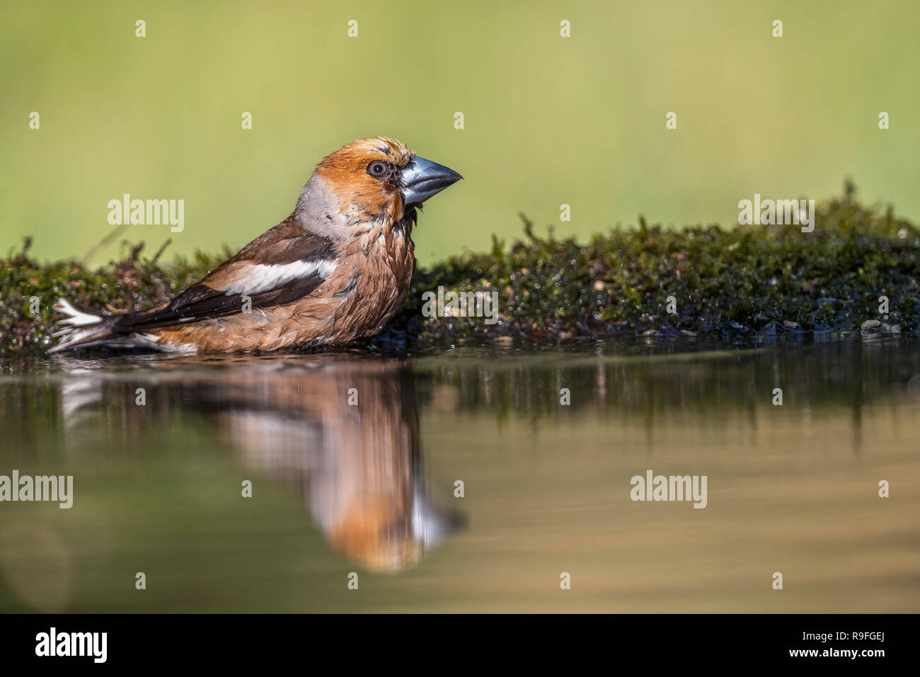 Coccothraustes coccothraustes Hawfinch ; seul mâle Echelle Hongrie Banque D'Images