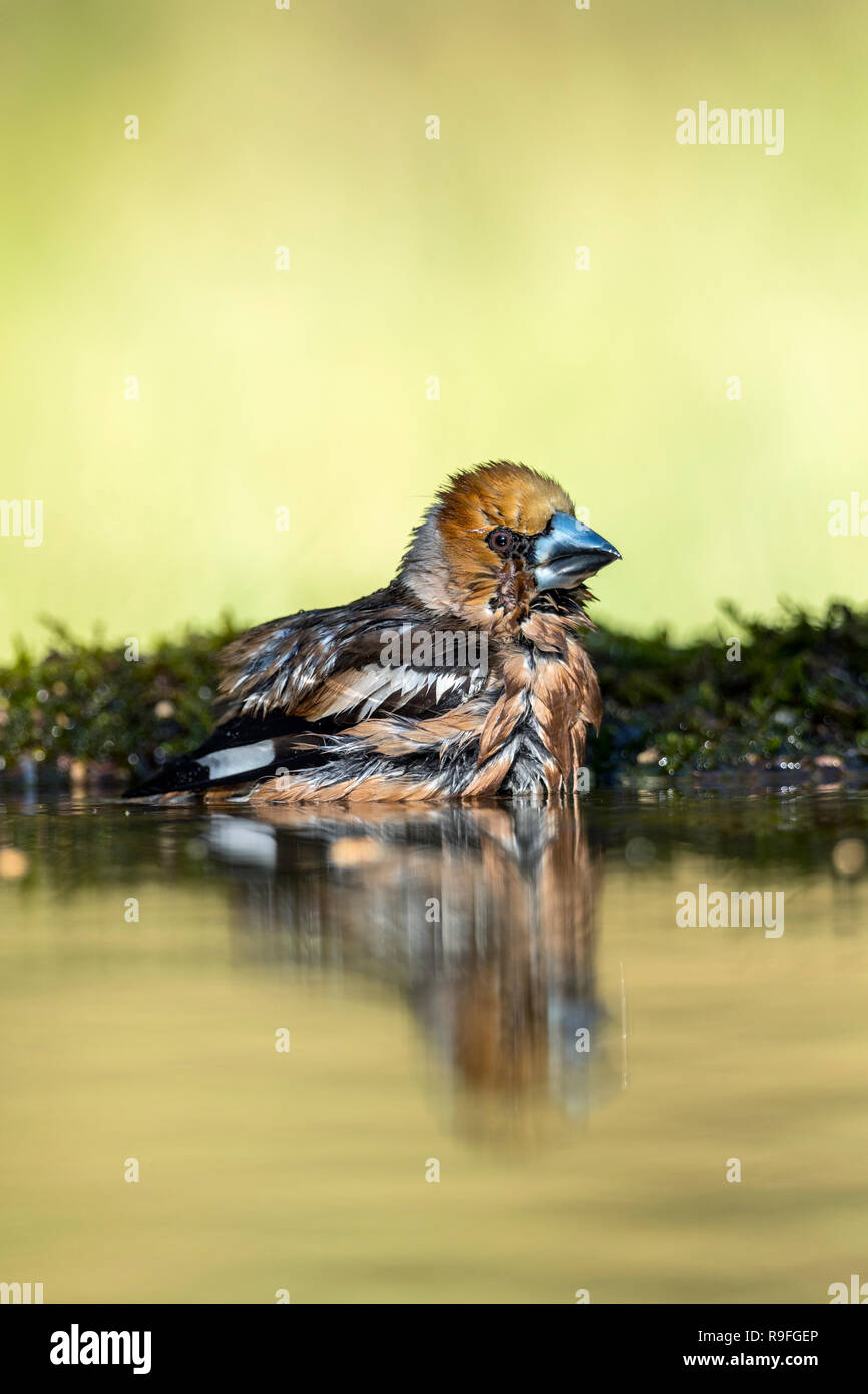 Coccothraustes coccothraustes Hawfinch ; seul mâle Echelle Hongrie Banque D'Images