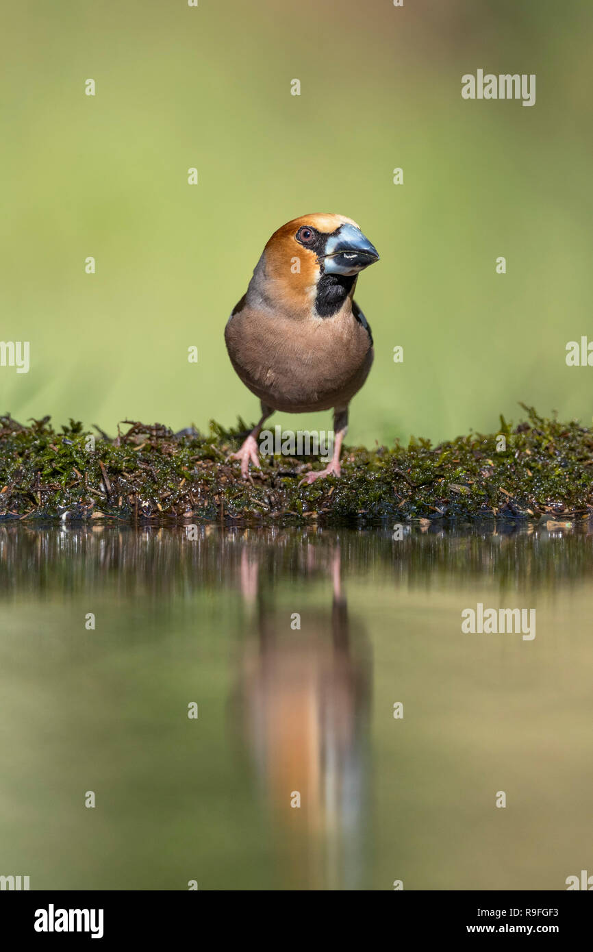 Coccothraustes coccothraustes Hawfinch ; Homme célibataire Hongrie Banque D'Images