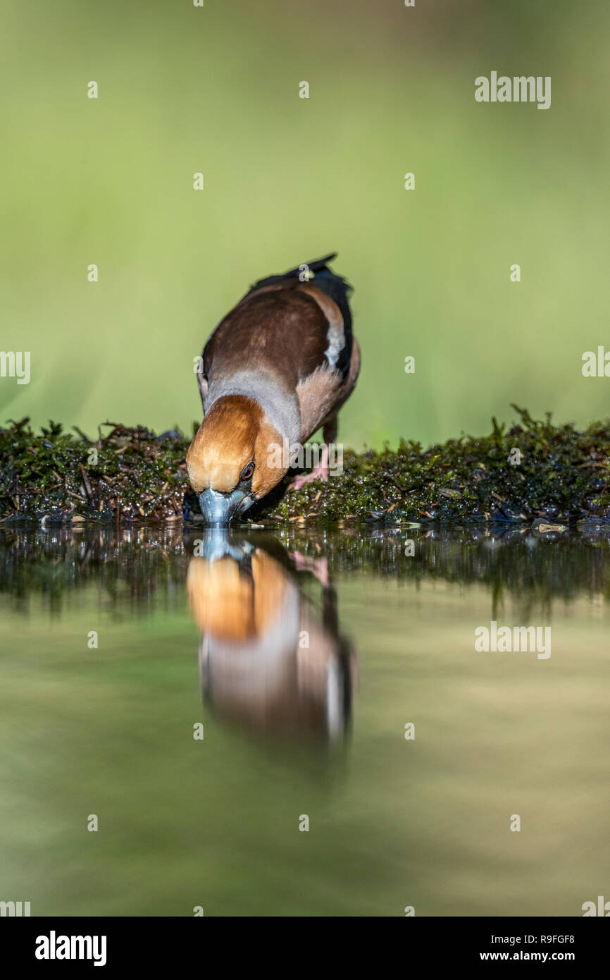 Coccothraustes coccothraustes Hawfinch ; seule la Hongrie potable mâle Banque D'Images