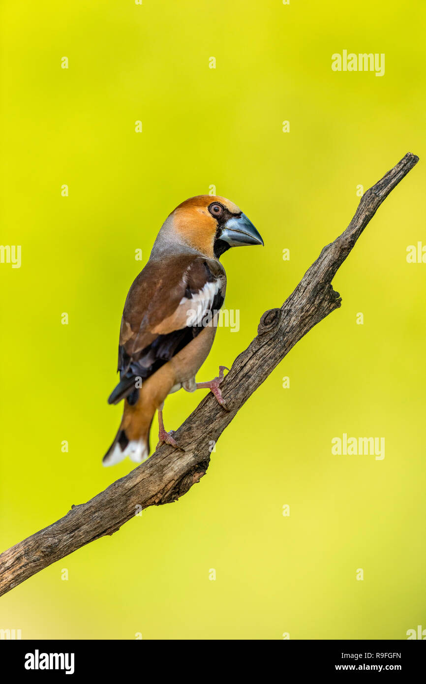 Coccothraustes coccothraustes Hawfinch ; Homme célibataire Hongrie Banque D'Images