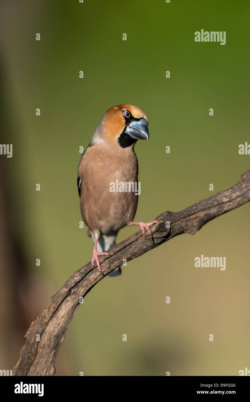 Coccothraustes coccothraustes Hawfinch ; Homme célibataire Hongrie Banque D'Images