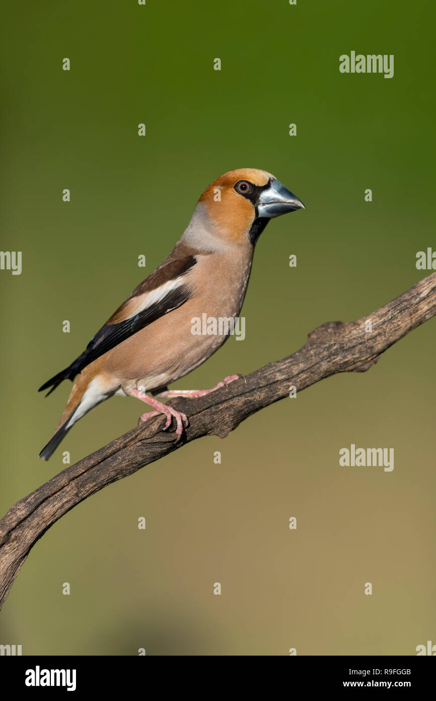 Coccothraustes coccothraustes Hawfinch ; Homme célibataire Hongrie Banque D'Images