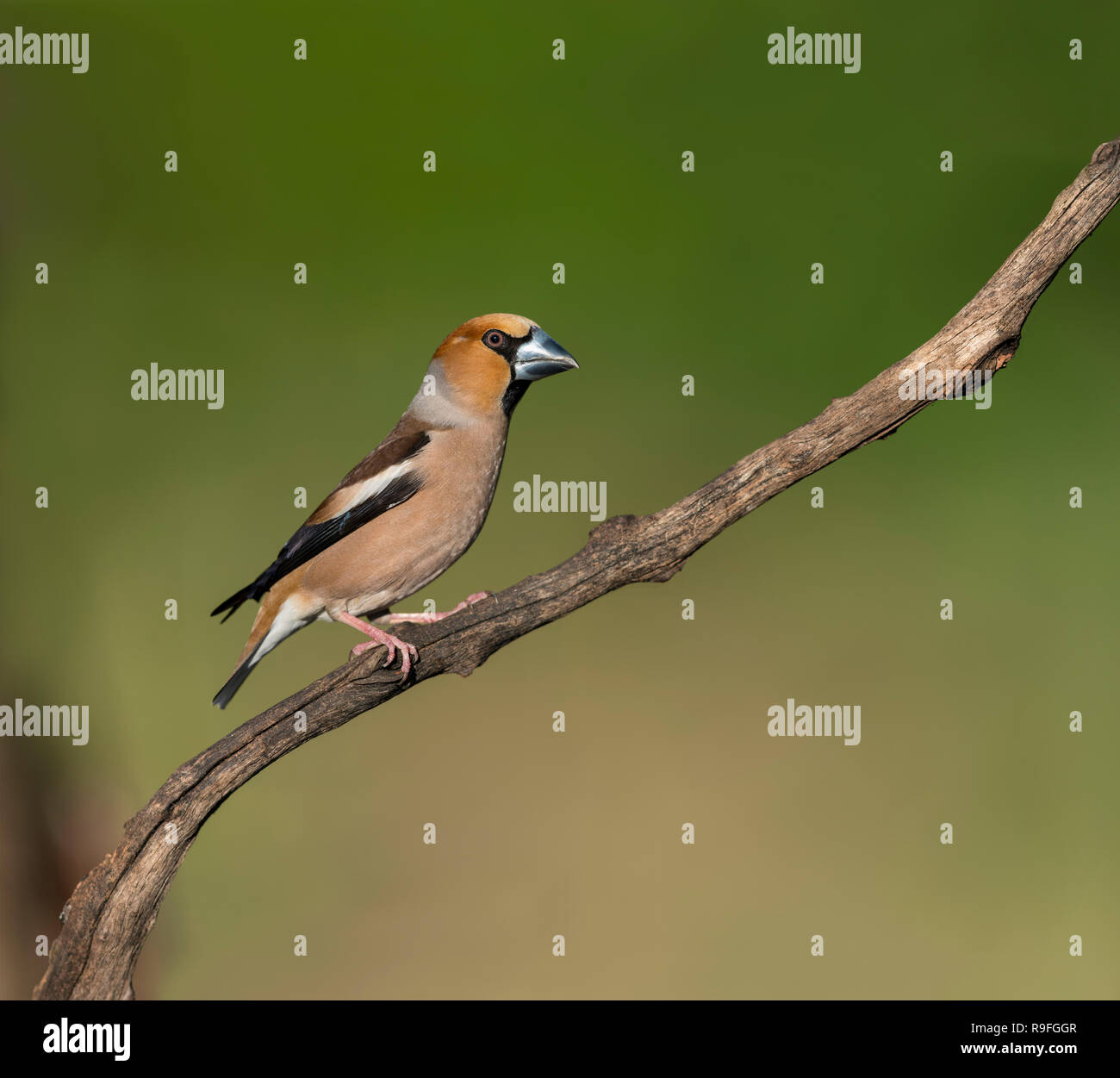 Coccothraustes coccothraustes Hawfinch ; Homme célibataire Hongrie Banque D'Images