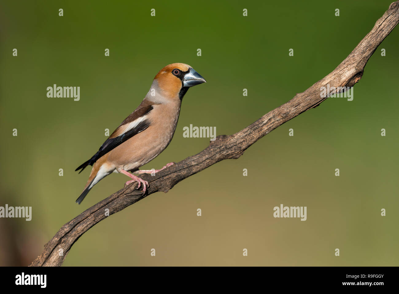 Coccothraustes coccothraustes Hawfinch ; Homme célibataire Hongrie Banque D'Images
