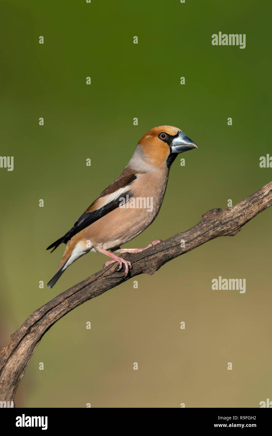 Coccothraustes coccothraustes Hawfinch ; Homme célibataire Hongrie Banque D'Images