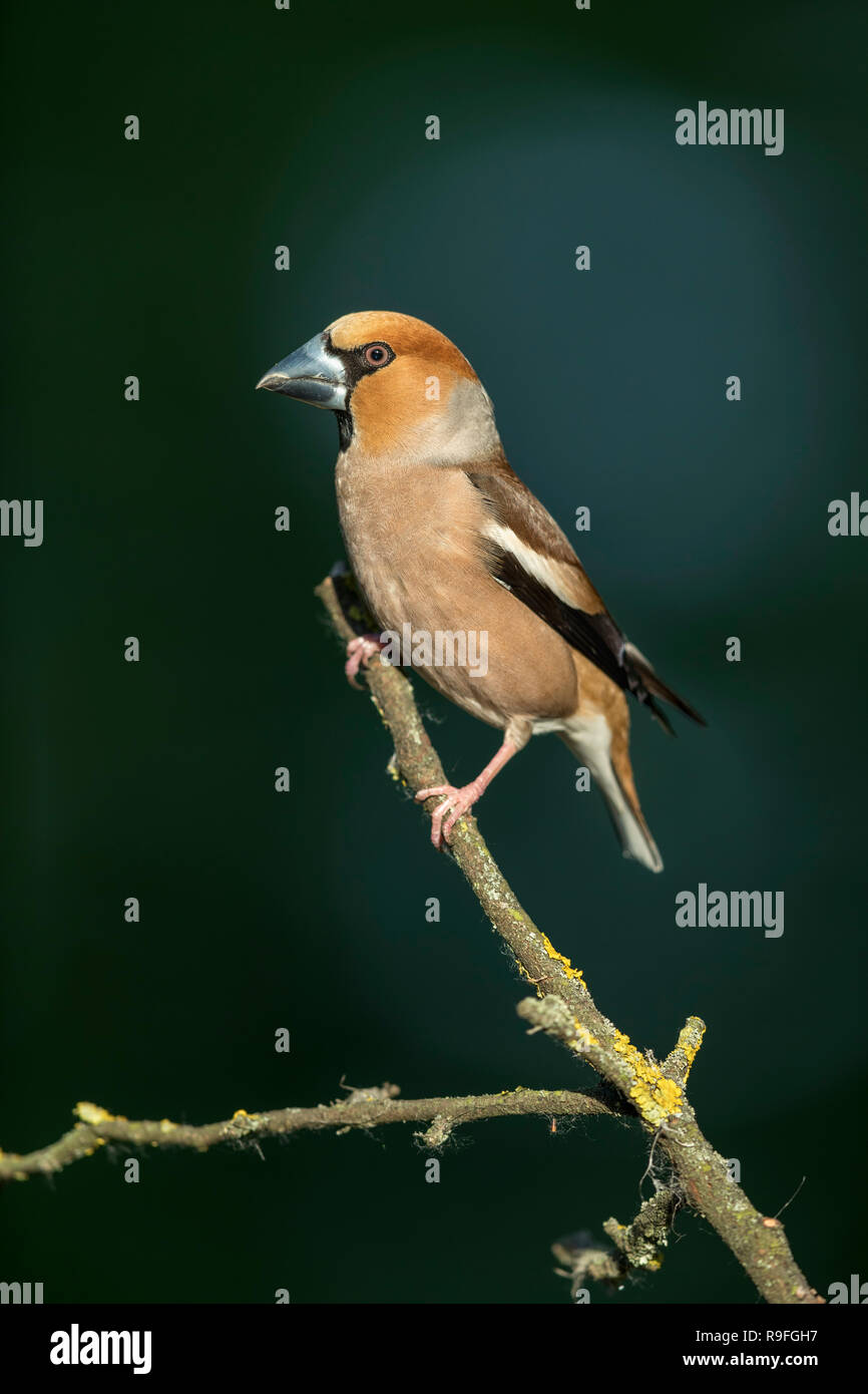 Coccothraustes coccothraustes Hawfinch ; Homme célibataire Hongrie Banque D'Images