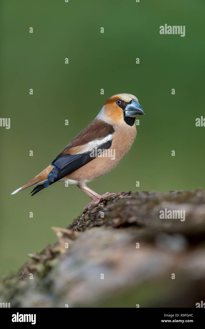 Coccothraustes coccothraustes Hawfinch ; Homme célibataire Hongrie Banque D'Images