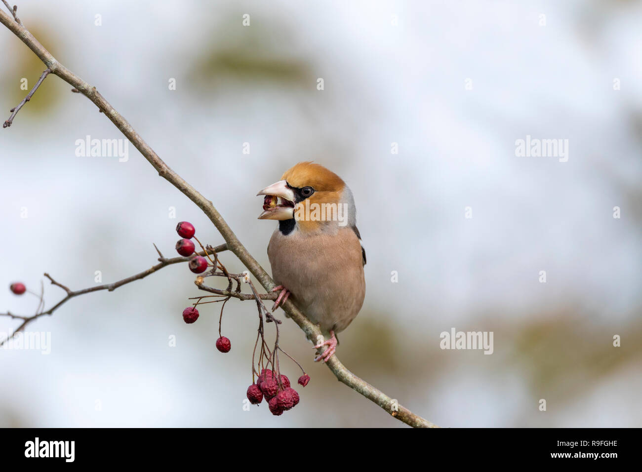 Coccothraustes coccothraustes Hawfinch ; manger unique ; Cornwall UK Banque D'Images