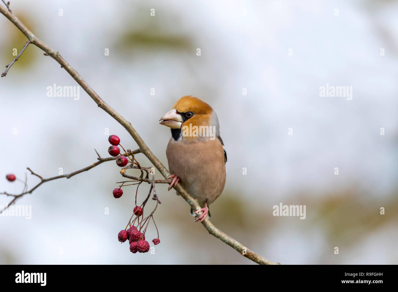 Coccothraustes coccothraustes Hawfinch ; Cornwall, UK Banque D'Images