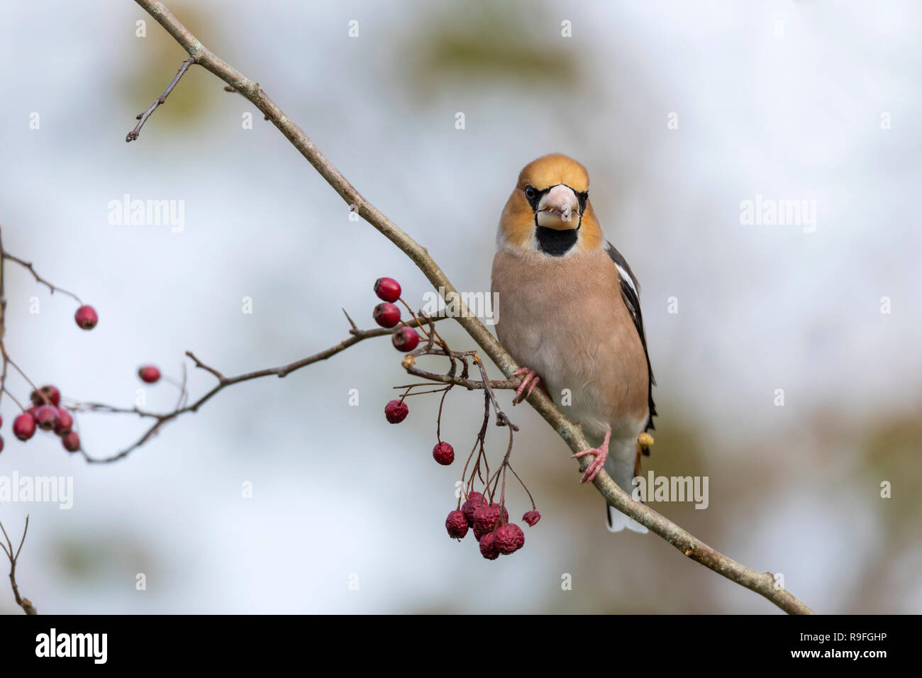 Coccothraustes coccothraustes Hawfinch ; Cornwall, UK Banque D'Images