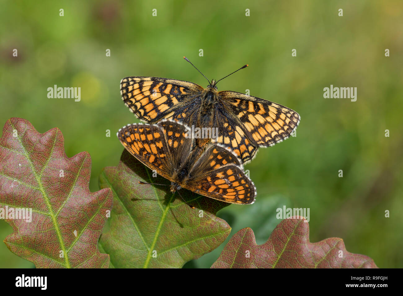 Heath Fritillary Butterfly, Melitaea athalia Cornwall, UK Banque D'Images