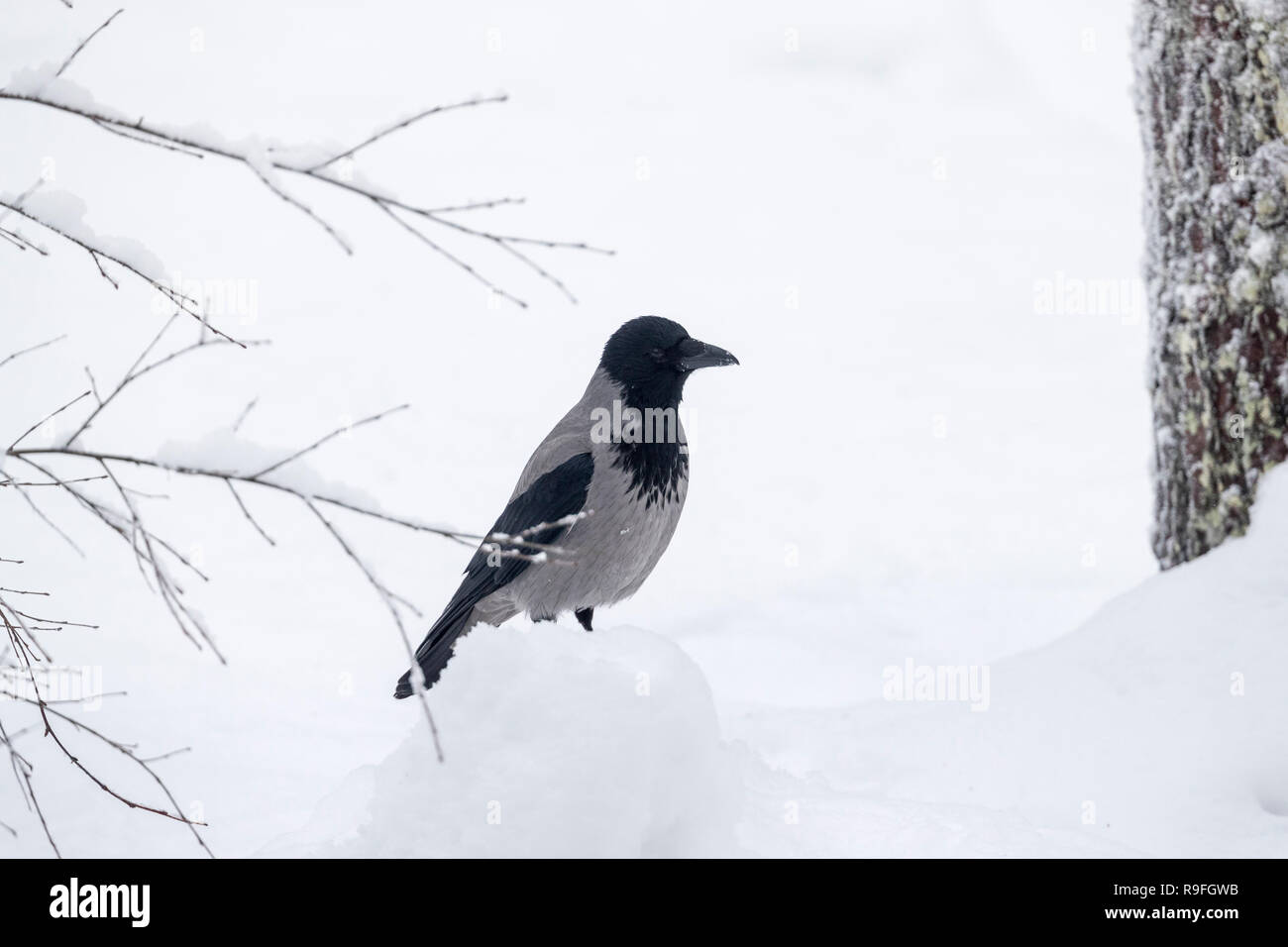Hooded Crow Corvus cornix ; Finlande Banque D'Images