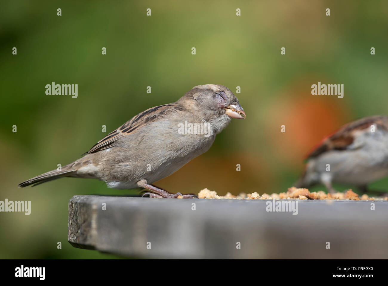 Moineau domestique Passer domesticus ; femme célibataire avec condition oculaire Îles Scilly ; UK Banque D'Images