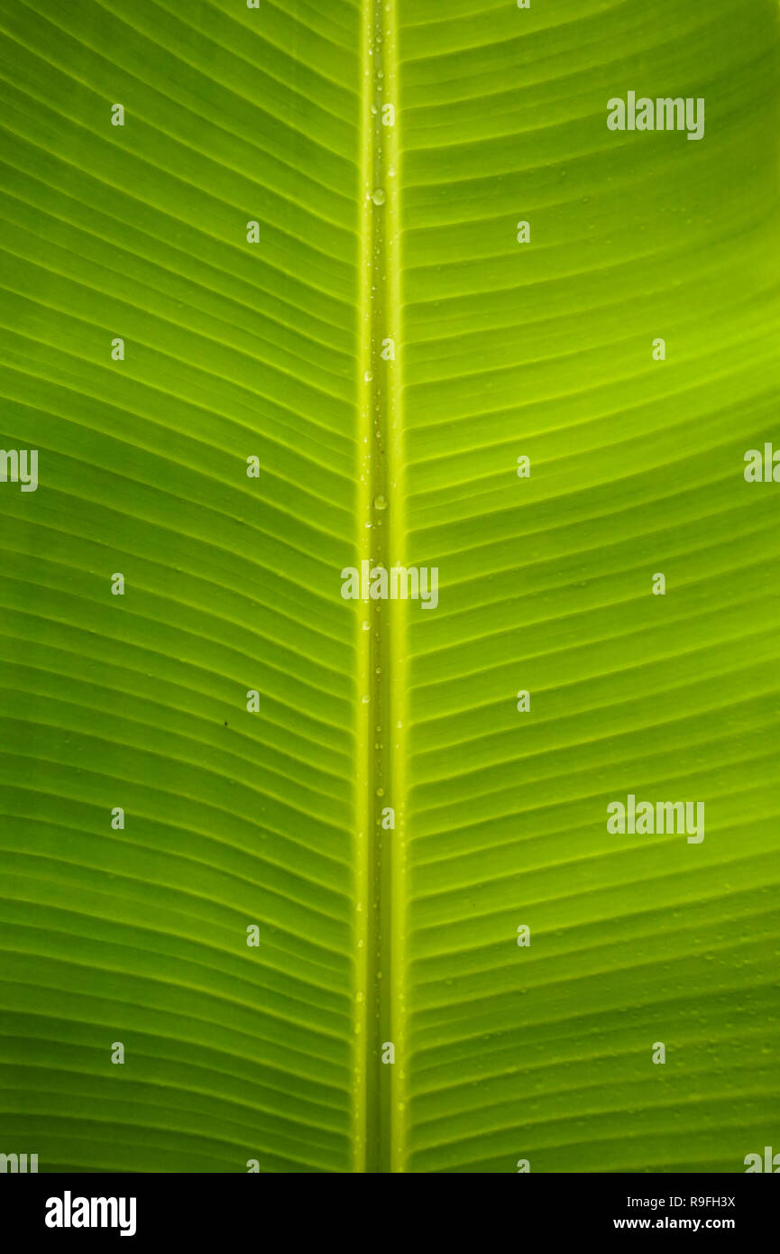 Close Up of Green texture des feuilles de bananier Banque D'Images